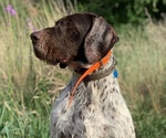 Small #7 German Wirehaired Pointer