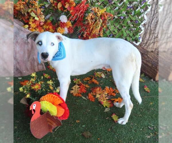 Medium Photo #2 Mutt Puppy For Sale in Oklahoma City, OK, USA