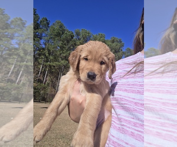 Medium Photo #7 Golden Retriever Puppy For Sale in CALABASH, NC, USA