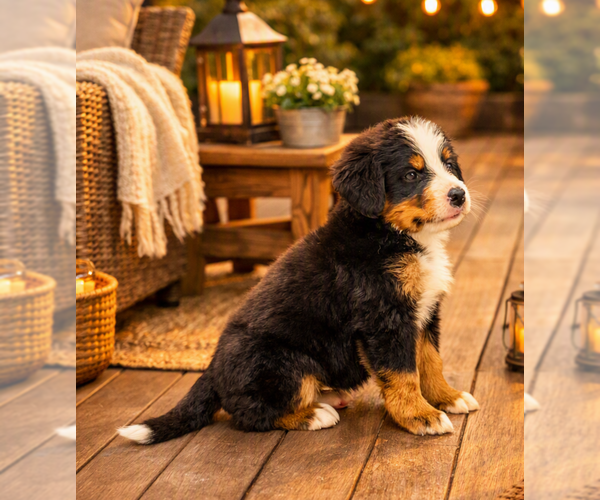 Medium Photo #2 Bernese Mountain Dog Puppy For Sale in DUNDEE, OH, USA