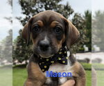Small #1 Beagle Mix