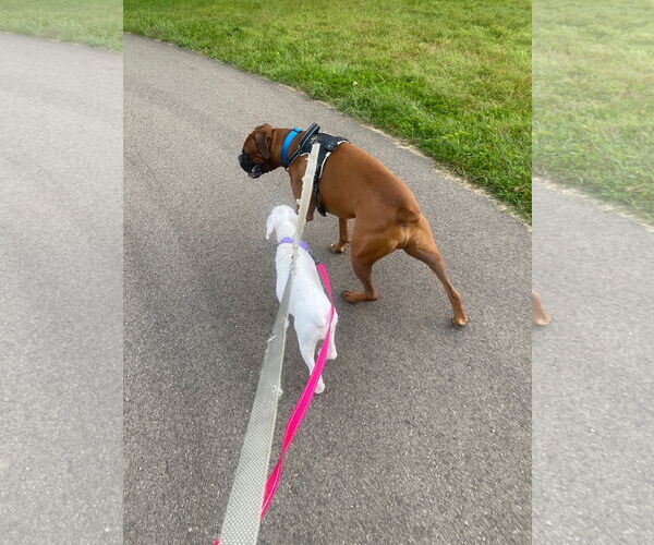 Medium Photo #4 Boxer Puppy For Sale in Woodbury, MN, USA