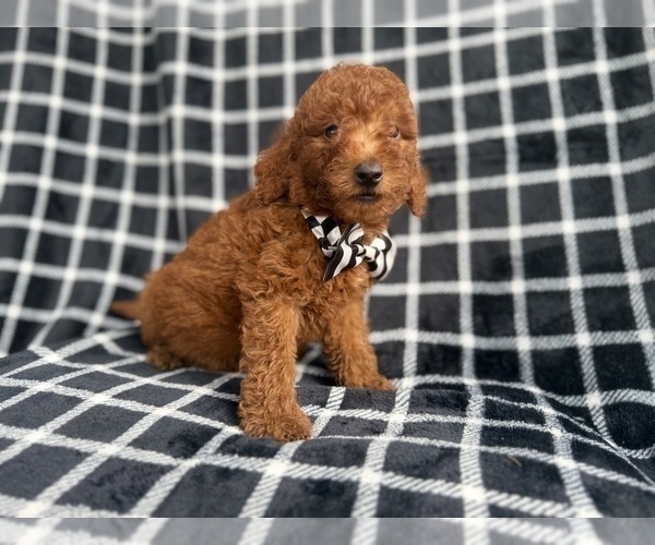 Medium Photo #5 Goldendoodle (Miniature) Puppy For Sale in LAKELAND, FL, USA