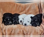 Image preview for Ad Listing. Nickname: Litter of 5