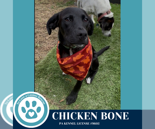 Medium Photo #7 Labrador Retriever-Unknown Mix Puppy For Sale in Kimberton, PA, USA