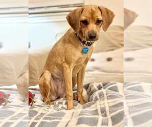 Chiweenie Dogs for adoption in Princeton, MN, USA