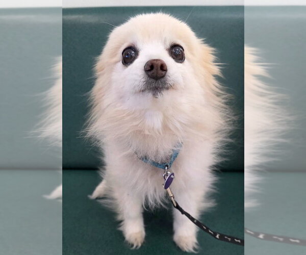 Medium Photo #3 Pomeranian Puppy For Sale in Salt Lake City, UT, USA