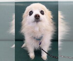 Small #2 Pomeranian