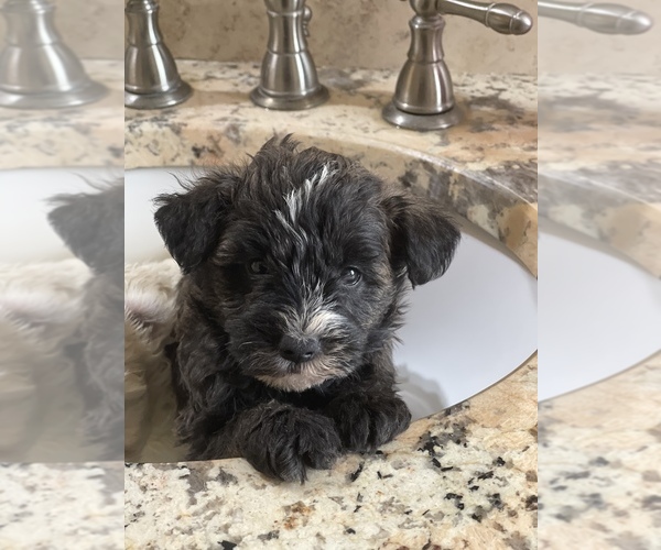 Medium Photo #3 Schnauzer (Miniature) Puppy For Sale in TAMPA, FL, USA