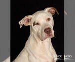Naux FNA “Spuds” - Male Mutt Dog for Adoption - Small photo