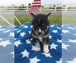 Small Photo #5 Alaskan Klee Kai Puppy For Sale in WINCHESTER, OH, USA