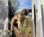Small Photo #6 Kangal Dog Puppy For Sale in NORCO, CA, USA