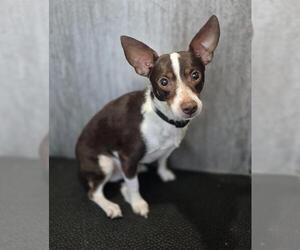 Rat-Cha Dogs for adoption in San Antonio, TX, USA