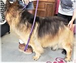 Small #1 Mutt