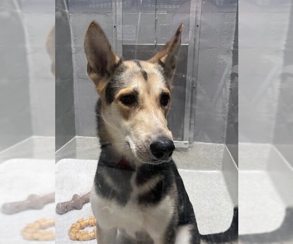 Medium Photo #1 German Shepherd Dog Puppy For Sale in Alameda, CA, USA