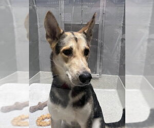 German Shepherd Dog Dogs for adoption in Alameda, CA, USA