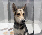 Small German Shepherd Dog