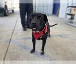 Small Labrador Retriever Mix