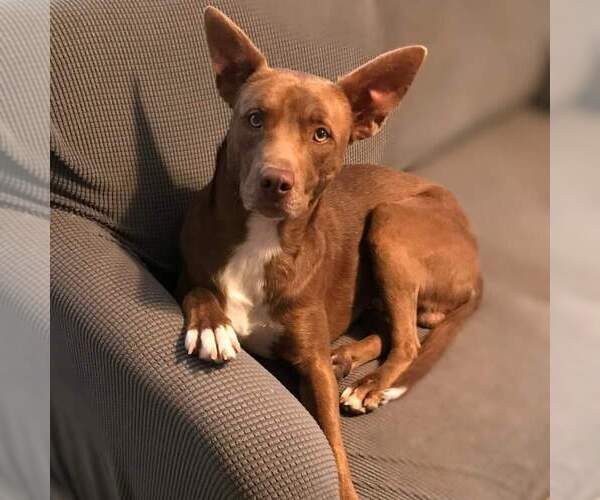 Medium Photo #6 Mutt Puppy For Sale in Vail, AZ, USA