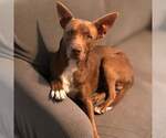 Small #5 Mutt