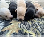 Small Photo #1 Labrador Retriever Puppy For Sale in SOUTHMONT, NC, USA