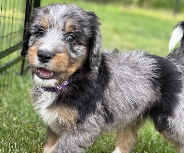 Medium Photo #9 Bernedoodle Puppy For Sale in SPRINGFIELD, OH, USA