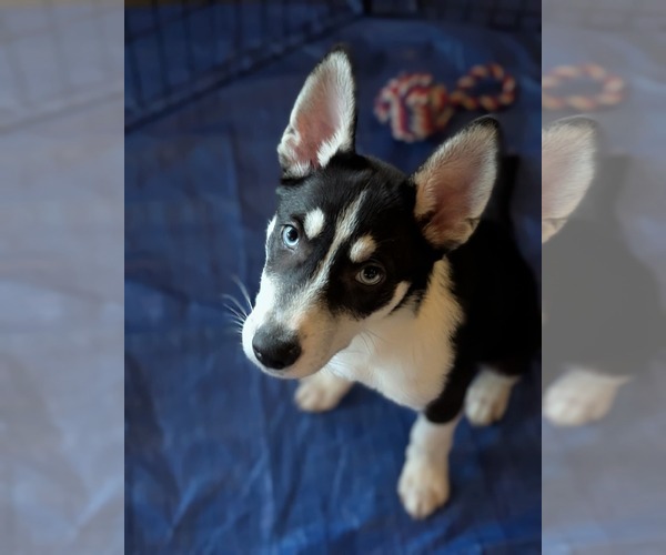 Medium Photo #18 Siberian Husky-Unknown Mix Puppy For Sale in Holly Springs, NC, USA