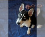 Small #17 Siberian Husky Mix