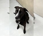 Small #6 Labrador Retriever Mix