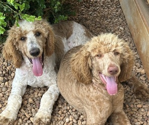 Poodle (Standard) Litter for sale in SOPHIA, NC, USA