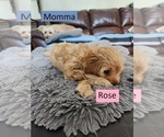 Puppy Rose Goldendoodle (Miniature)