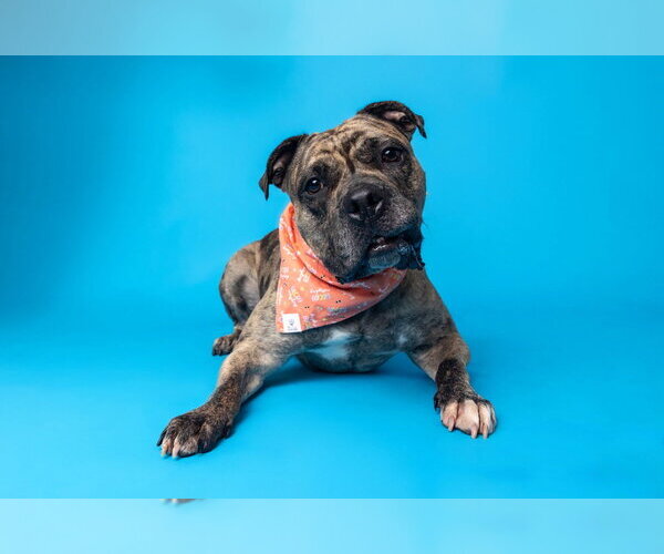 Medium Photo #5 American Pit Bull Terrier-Bulldog Mix Puppy For Sale in Raleigh, NC, USA