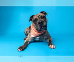 Small #4 American Pit Bull Terrier-Bulldog Mix