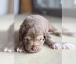 Small Photo #17 Australian Shepherd-Miniature Australian Shepherd Mix Puppy For Sale in PETERSBURG, IL, USA