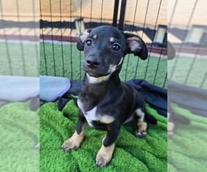 Chiweenie Dogs for adoption in Los Angeles, CA, USA