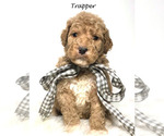 Small Photo #5 Goldendoodle Puppy For Sale in DEMOPOLIS, AL, USA