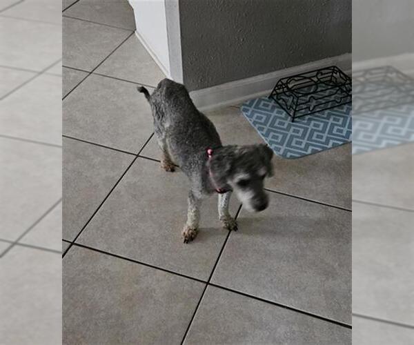 Medium Photo #1 Mutt Puppy For Sale in San Antonio, TX, USA