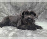 Small #4 Mutt