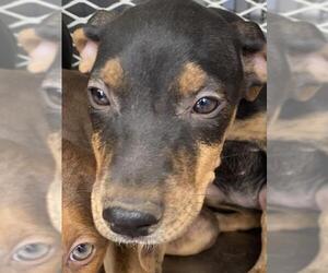 Doberman Pinscher Dogs for adoption in Bakersfield, CA, USA