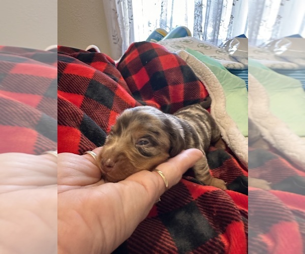 Medium Photo #1 Dachshund Puppy For Sale in UNIONVILLE, IA, USA