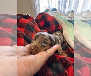 Medium Dachshund