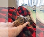 Puppy Puppy 2 Dachshund