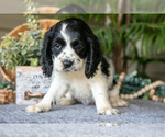Small Photo #16 Cocker Spaniel Puppy For Sale in SEAMAN, OH, USA