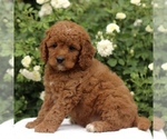 Small #5 Cavapoo