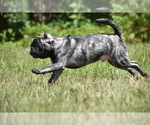 Small #1 Pug