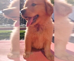 Golden Retriever Puppy for sale in SANTA ANA, CA, USA