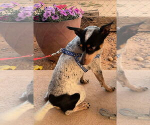 Toy Fox Terrier-Unknown Mix Dogs for adoption in Peralta, NM, USA