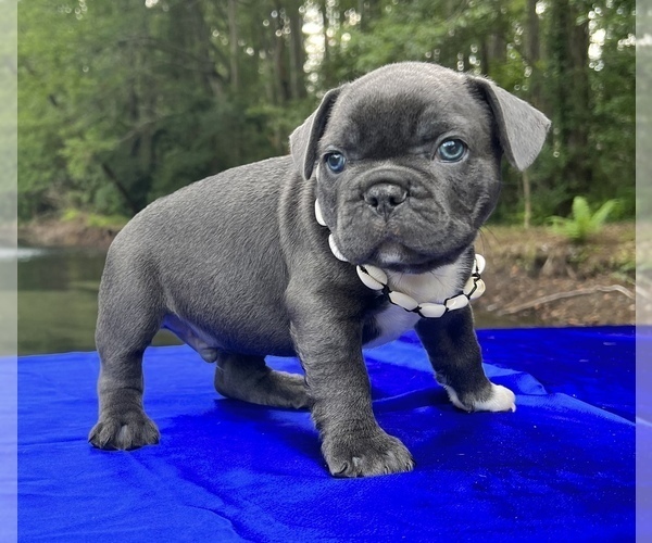 Medium Photo #5 French Bulldog Puppy For Sale in JACKSONVILLE, FL, USA