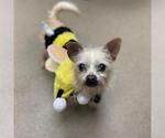 Small Chihuahua