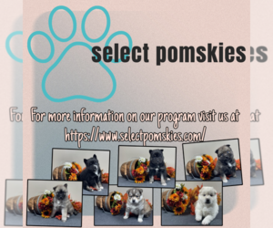 Pomsky Puppy for Sale in DE SOTO, Kansas USA